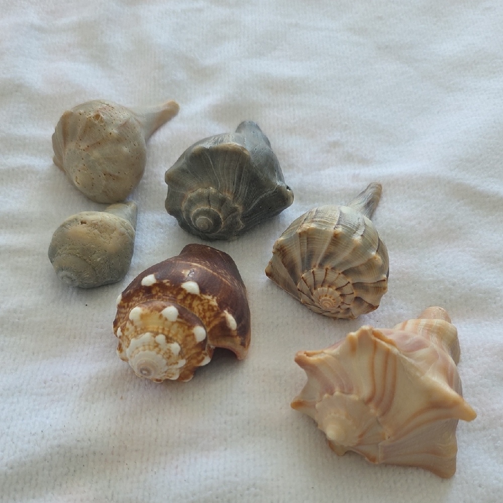 Coastal Decor Assorted Natural Medium Sized Seashell Collection In Natural Hues